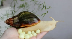 Puž akatina stavila jaja što učiniti, nakon čega